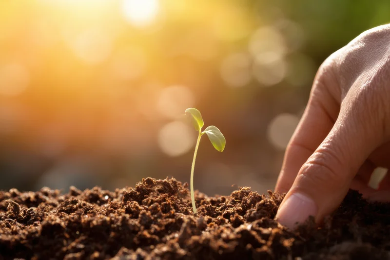 Hand planting a young seedling into soil outdoors in sunlight