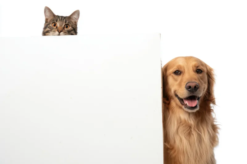 Tabby cat and golden retriever peeking from behind a white board in studio setting