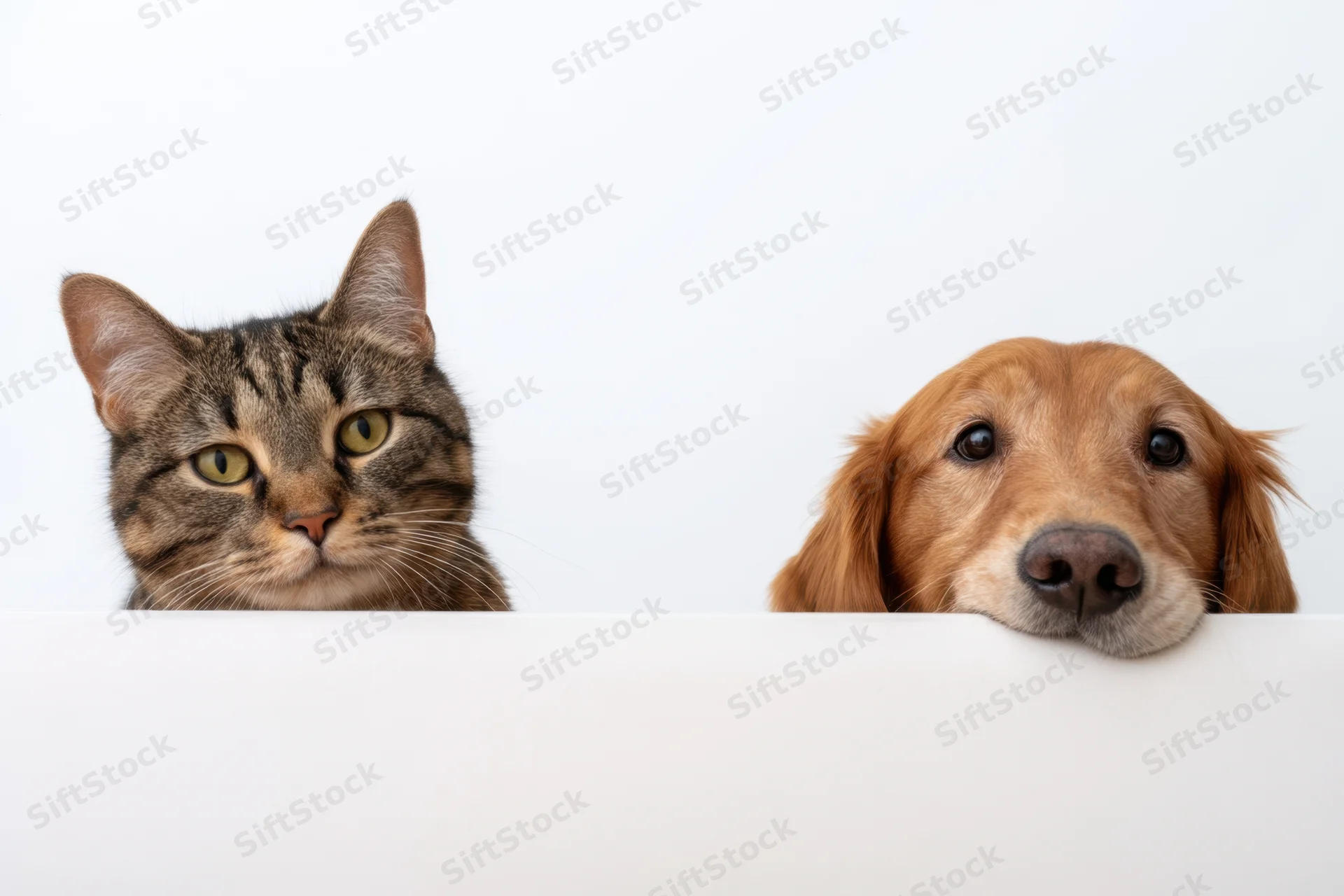 Tabby cat and golden retriever peeking over white surface in studio setting