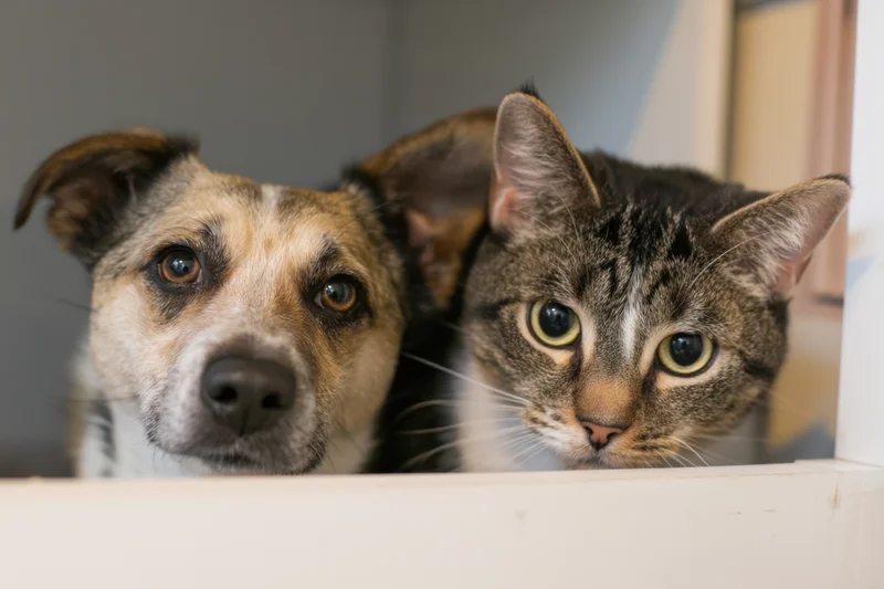 Dog and cat peeking over a white ledge indoors