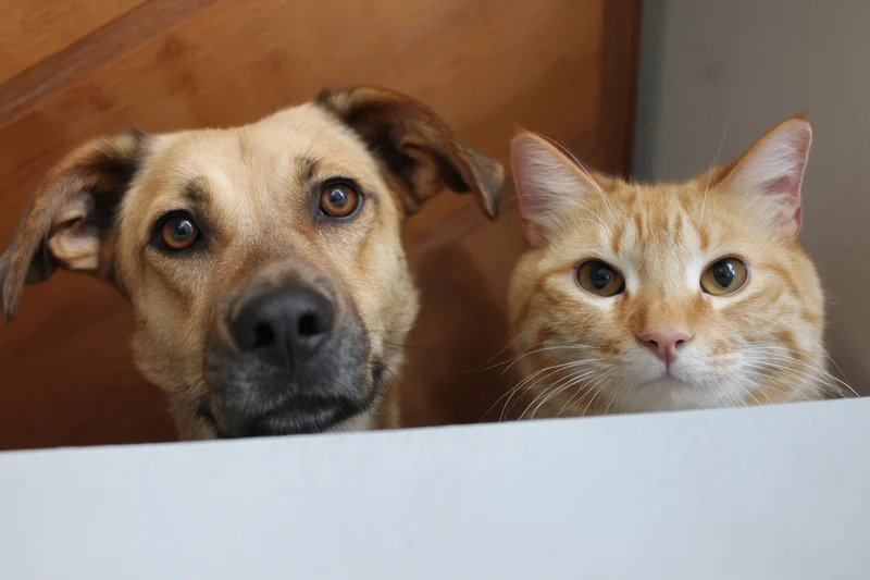 Dog and cat peeking over white surface indoors