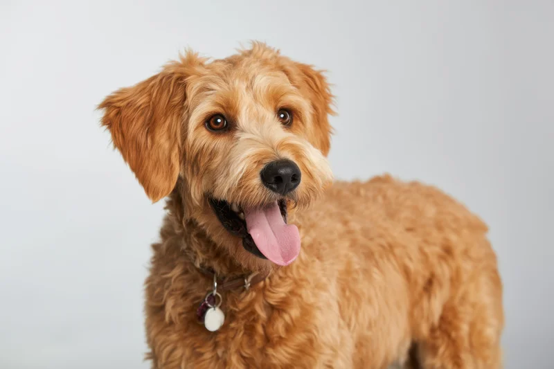 Golden fluffy doodle dog with tongue out wearing collar and tag in studio portrait