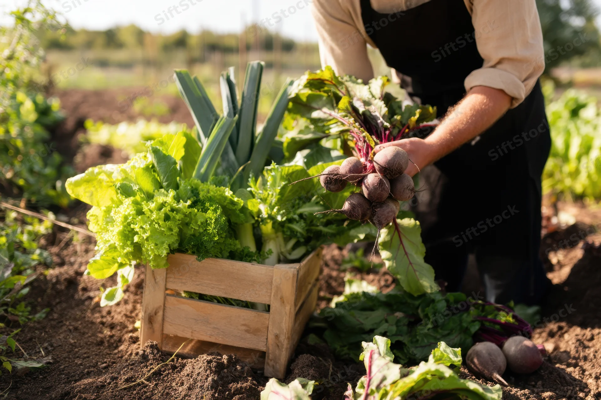Gardener harvesting fresh vegetables into a wooden crate in a garden