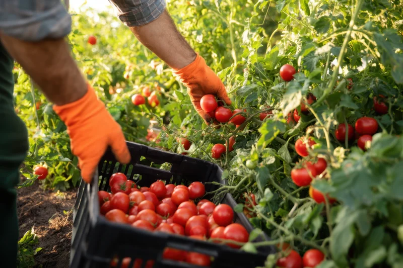 Gardener picking ripe red tomatoes into a black basket in a sunlit garden
