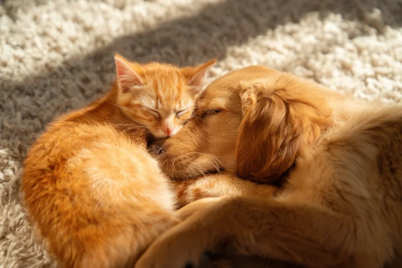 Golden puppy and orange kitten snuggling together on a soft carpet