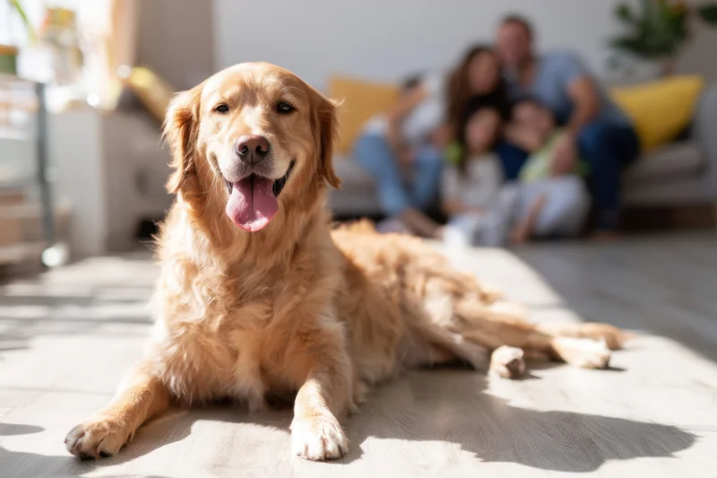 Golden retriever lying on wooden floor with family on couch in background