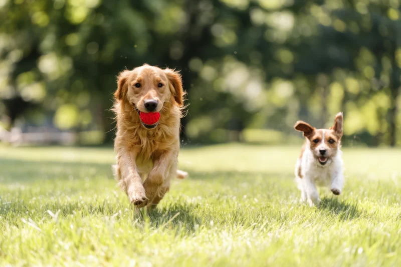 Golden retriever running with red ball in mouth, followed by jack russell, on grassy park field