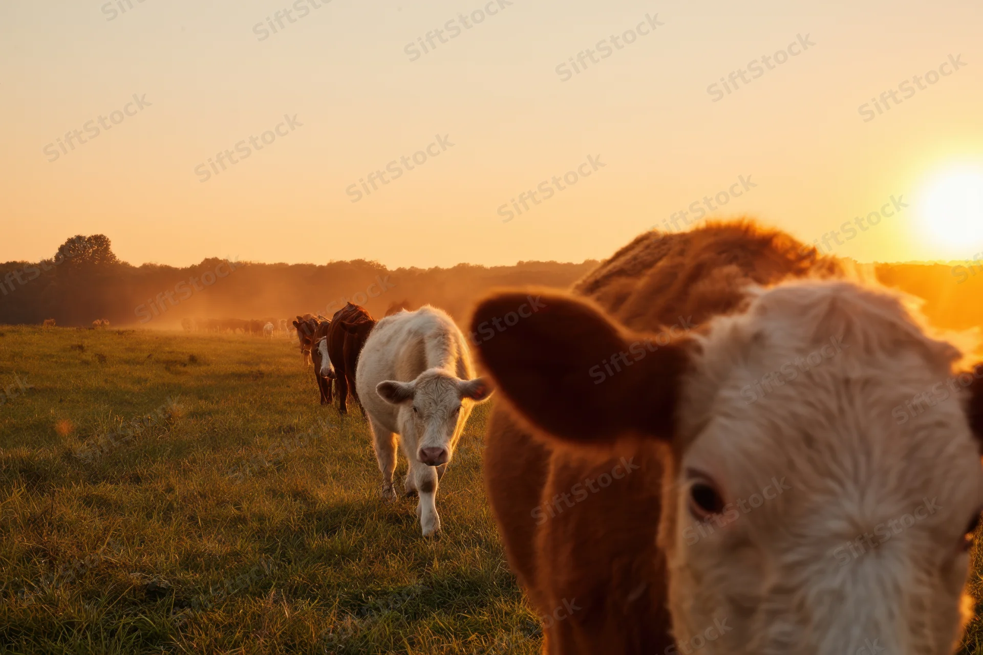 Cows grazing in a sunlit field at golden hour