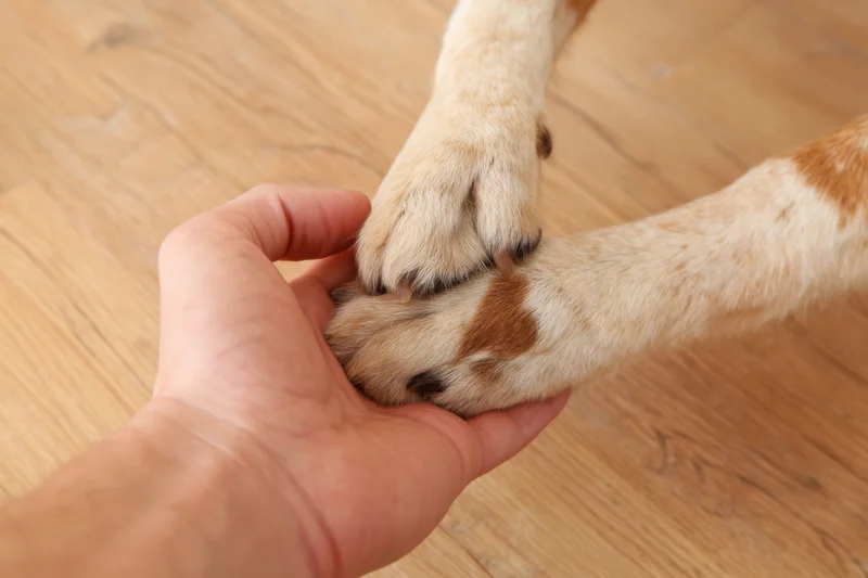 Human hand holding two dog paws pressed together on wooden floor
