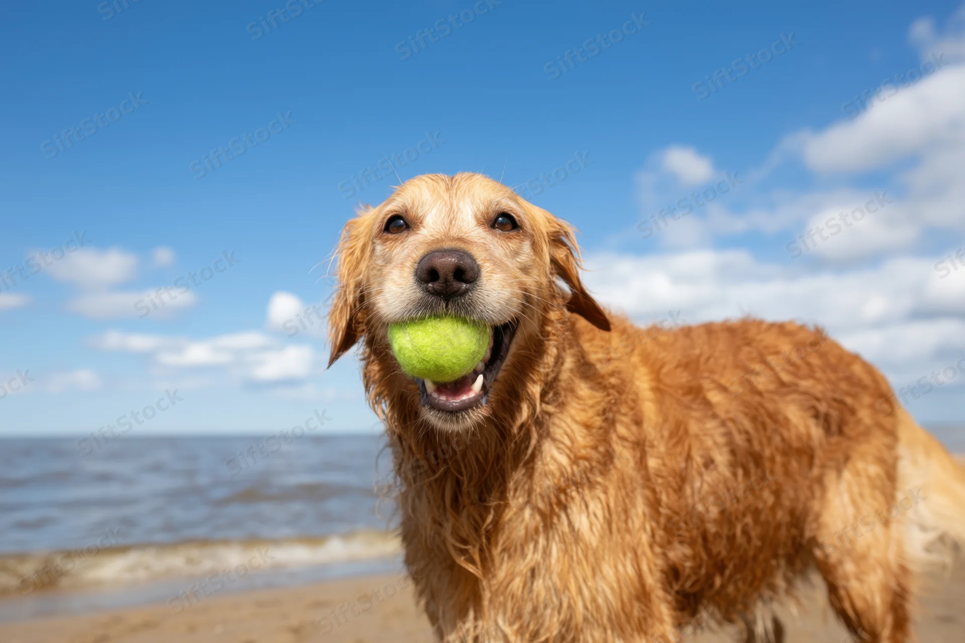 Golden retriever holding green tennis ball on sandy beach by ocean under blue sky