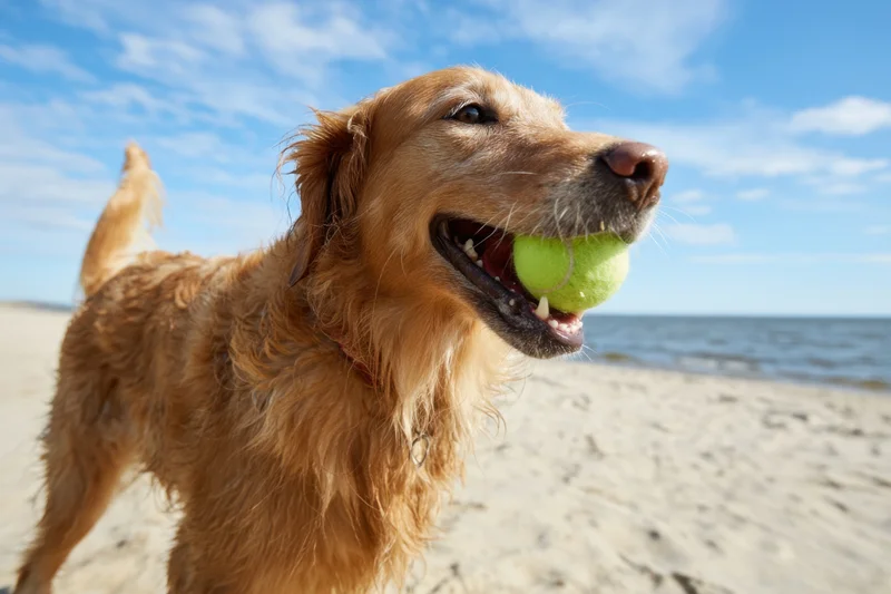 Golden retriever holding tennis ball on sandy beach near ocean
