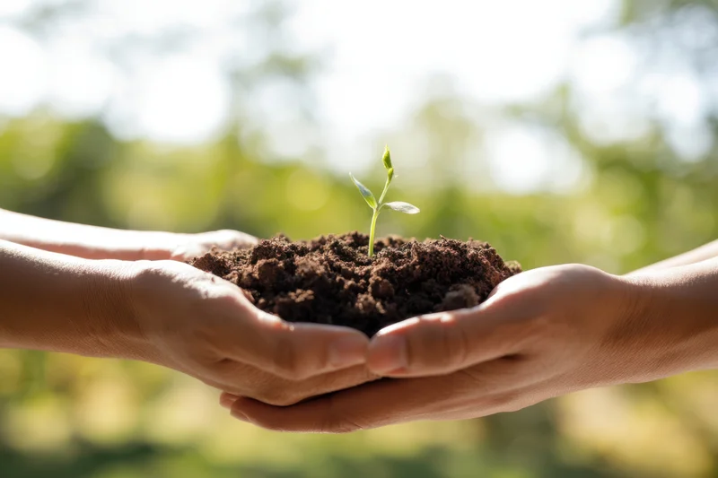 Hands cradling soil with a small seedling sprouting in a natural outdoor setting