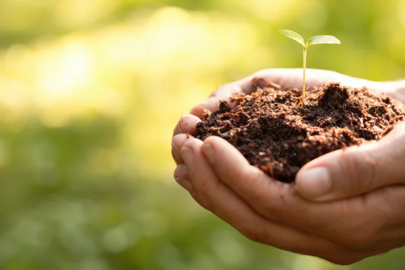 Hands cradling soil with a small seedling sprouting in a garden setting