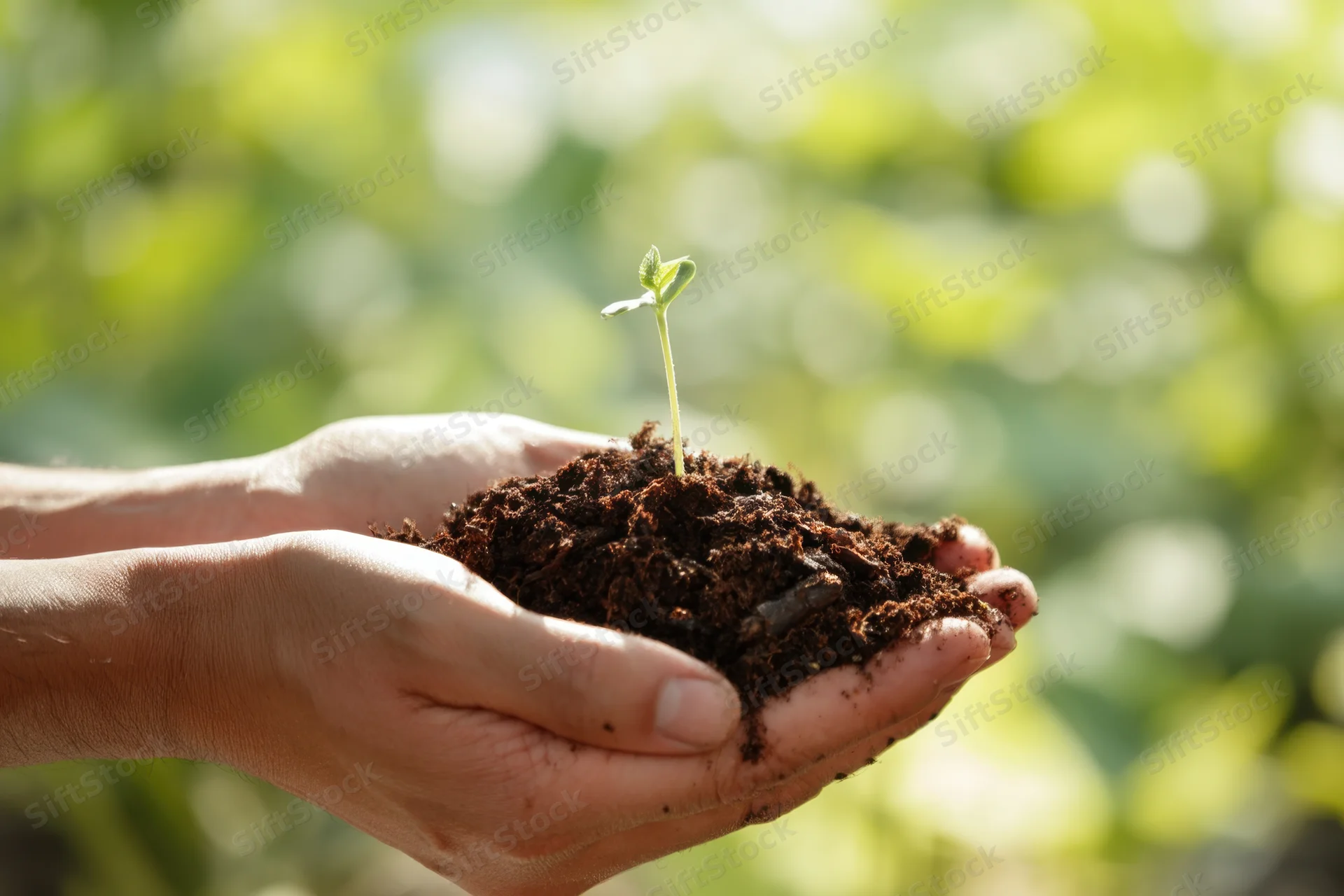 Hands cradling soil with a small seedling sprouting in a garden setting