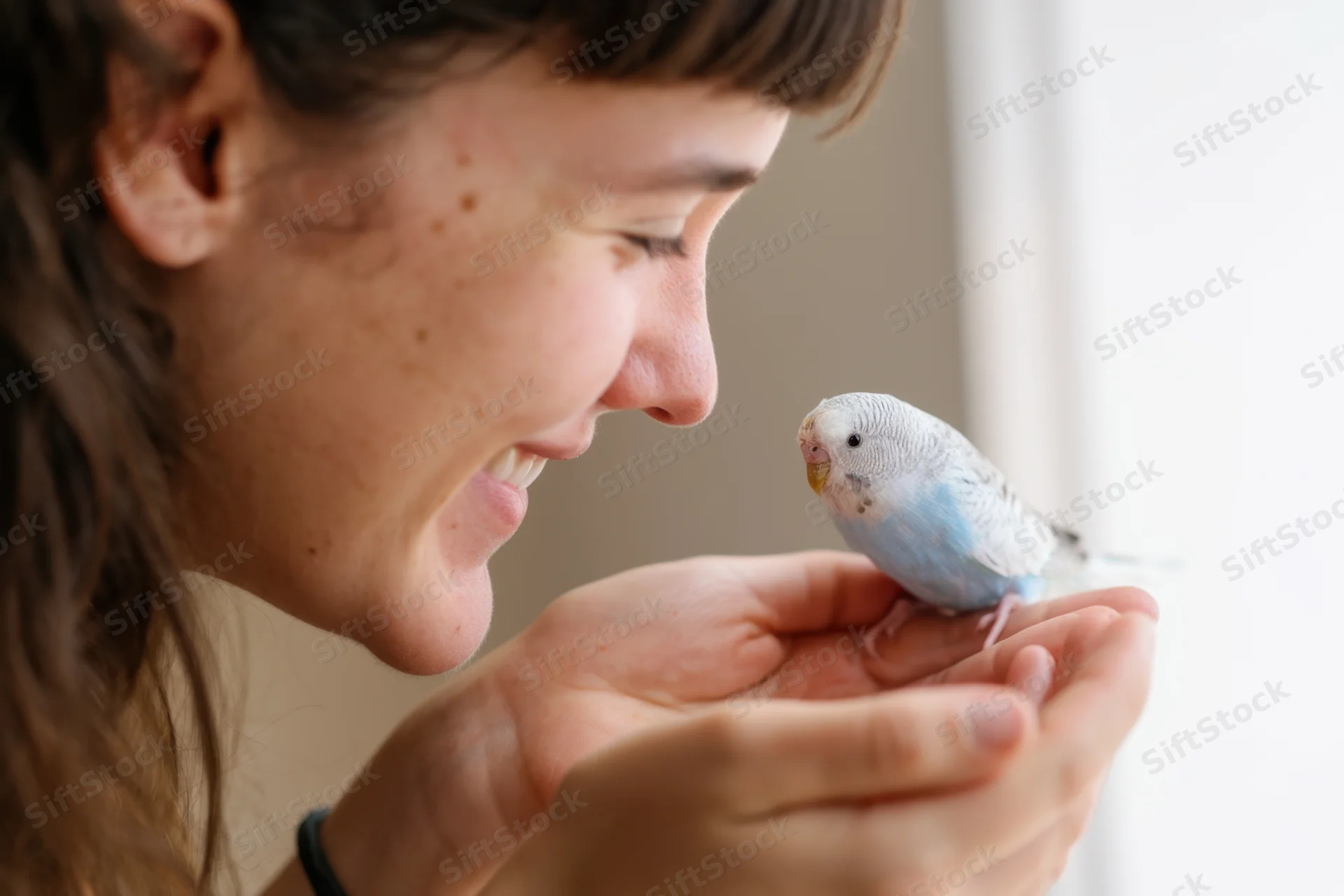 Woman smiling at a blue and white budgie perched in her hands indoors