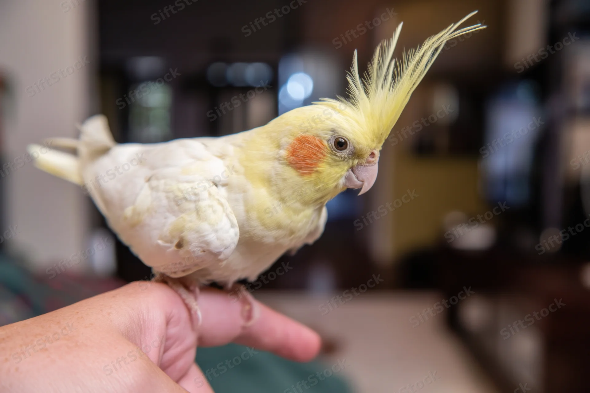 Cockatiel perched on a person's finger indoors