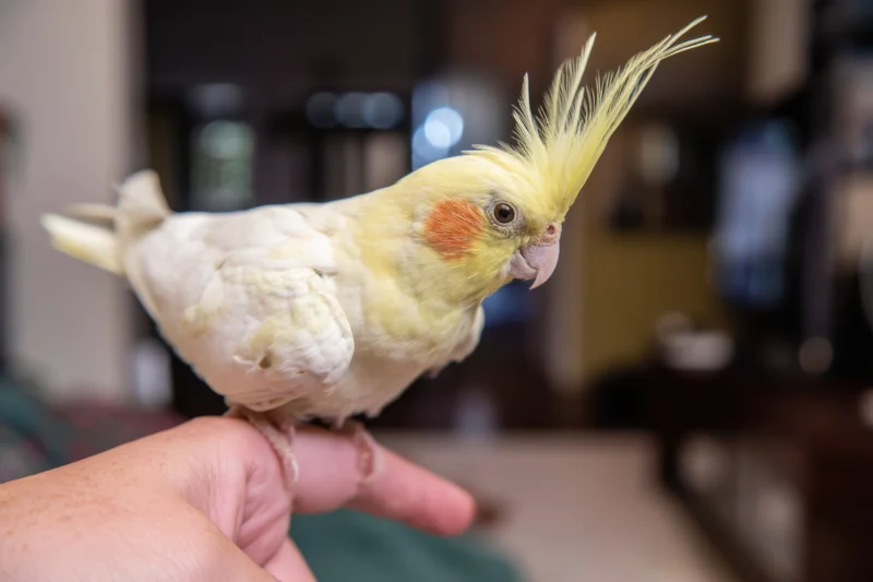 Cockatiel perched on a person's finger indoors