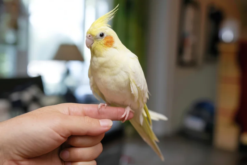 Yellow cockatiel perched on a person's finger indoors