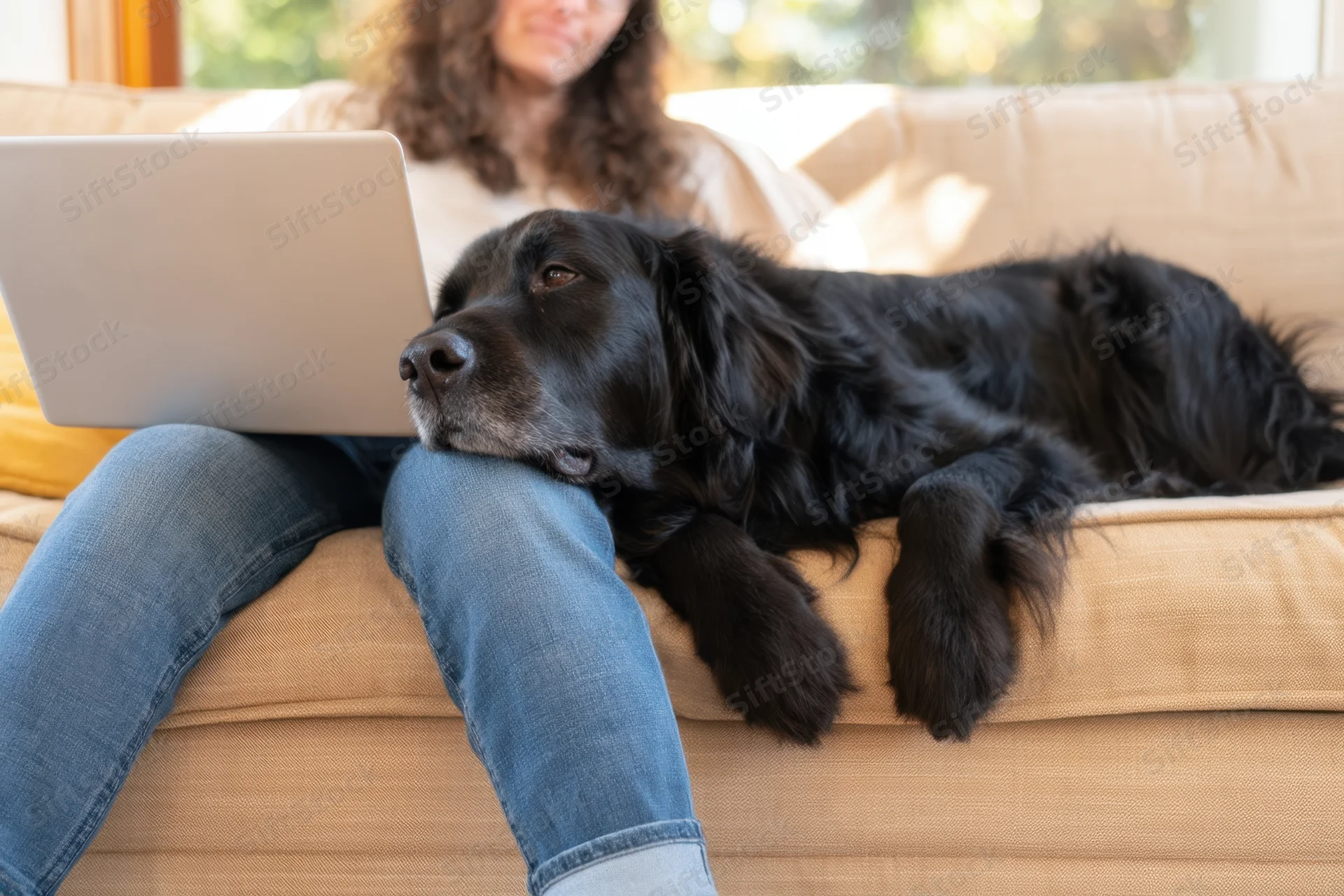 Woman sitting on beige sofa with laptop and black dog resting on her lap