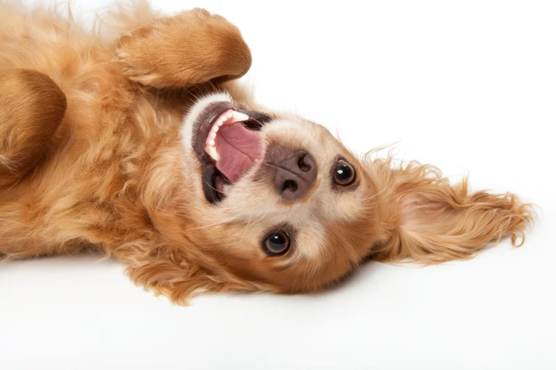 Playful golden-brown spaniel lying on its back with floppy ears and open mouth on white background