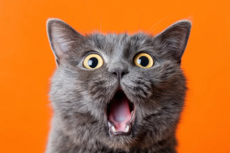 Gray cat with wide yellow eyes and open mouth against orange background