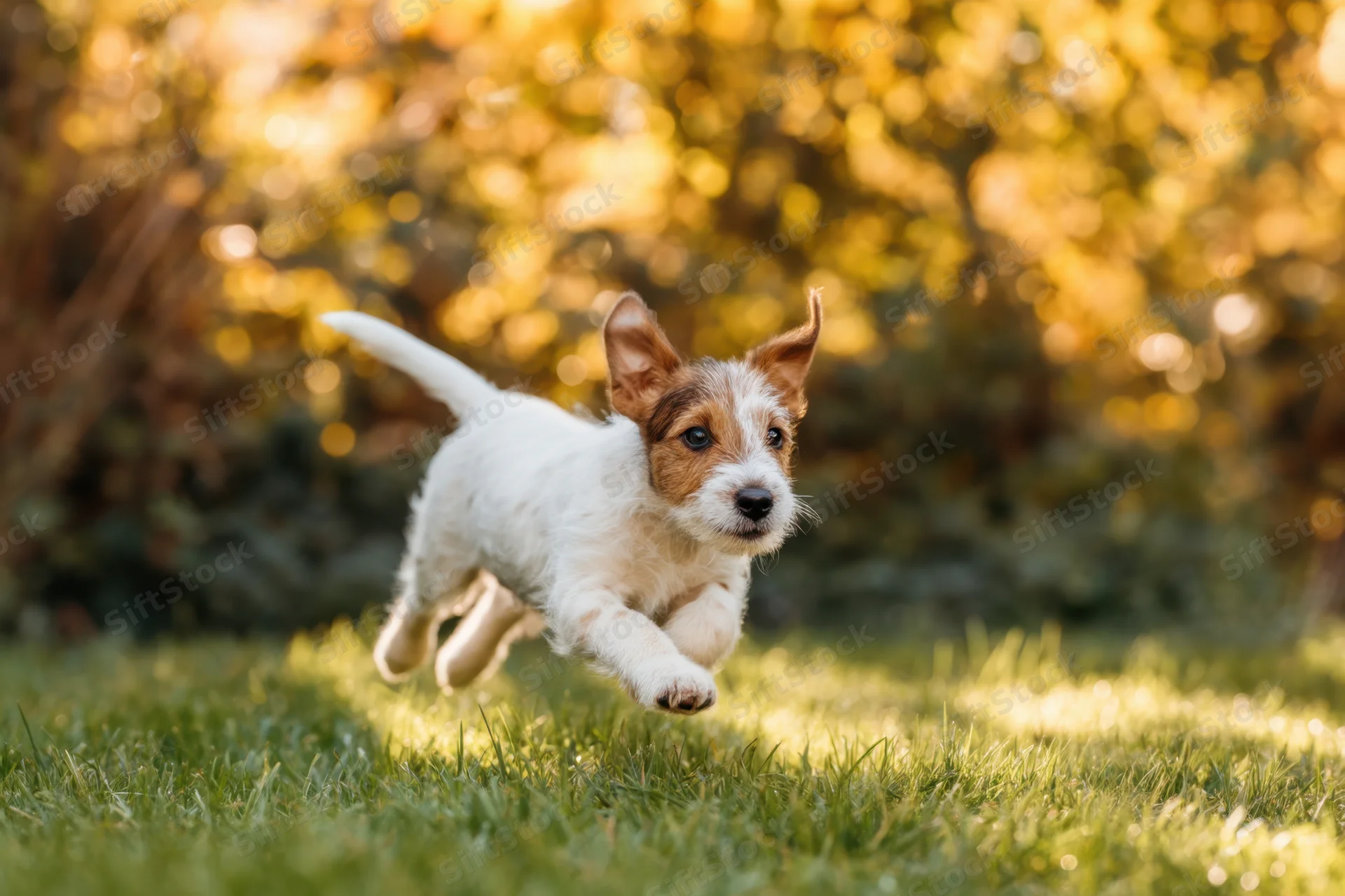 Jack russell terrier puppy running across sunlit grass in a garden