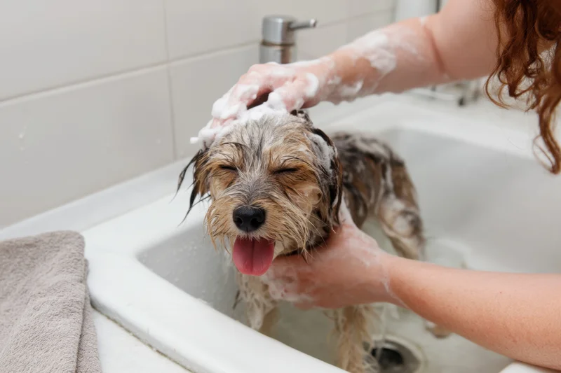 Woman washing small dog with soap foam in bathroom sink