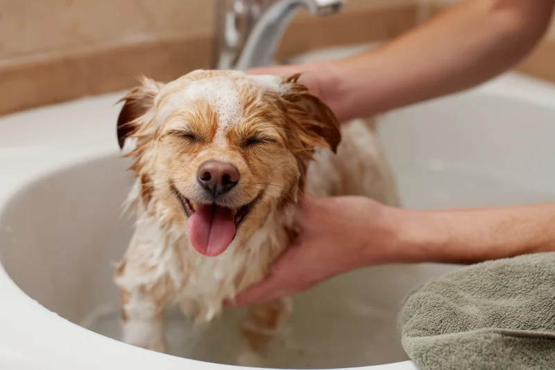 Small dog with soap foam on head eyes closed smiling in bath sink
