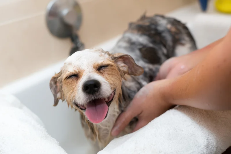 Small dog with soap foam on head being washed in bathtub by human hand