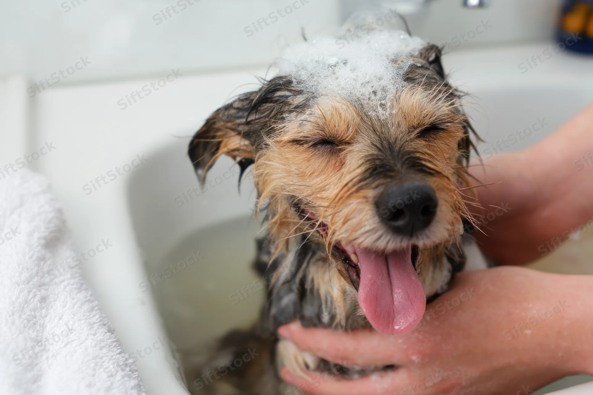 Small dog with soap foam on head, eyes closed, tongue out, being washed in sink by human hands