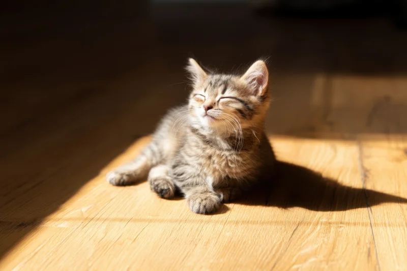 Tiny tabby kitten resting with eyes closed on sunlit wooden floor