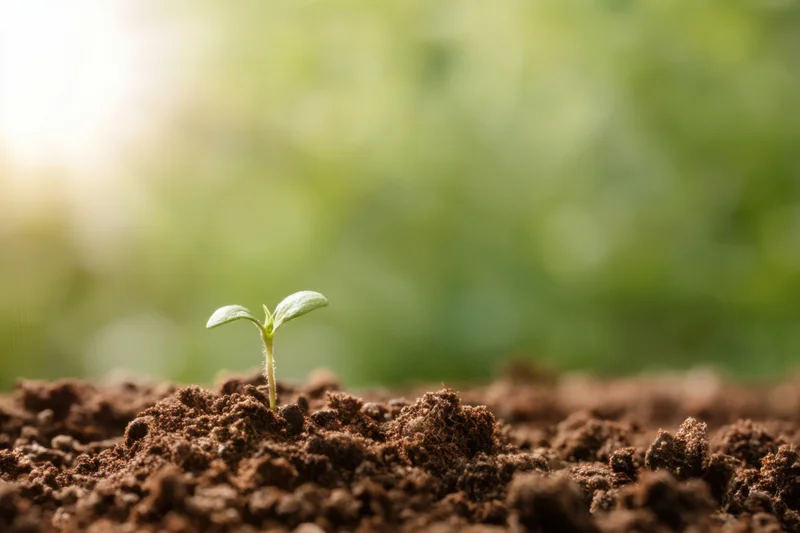 Tiny seedling emerging from rich soil with sunlight in background