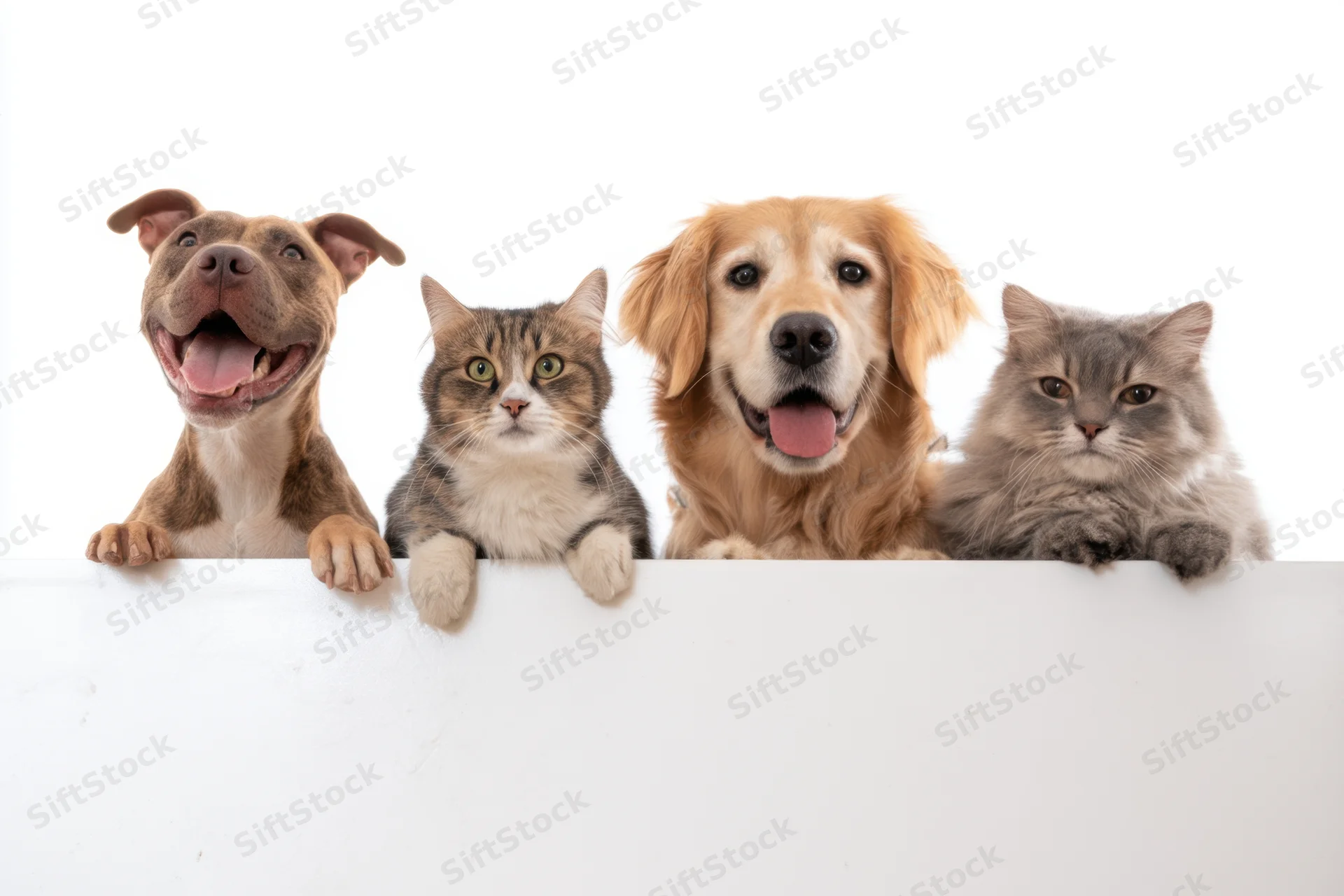 Four pets peeking over white surface in studio setting