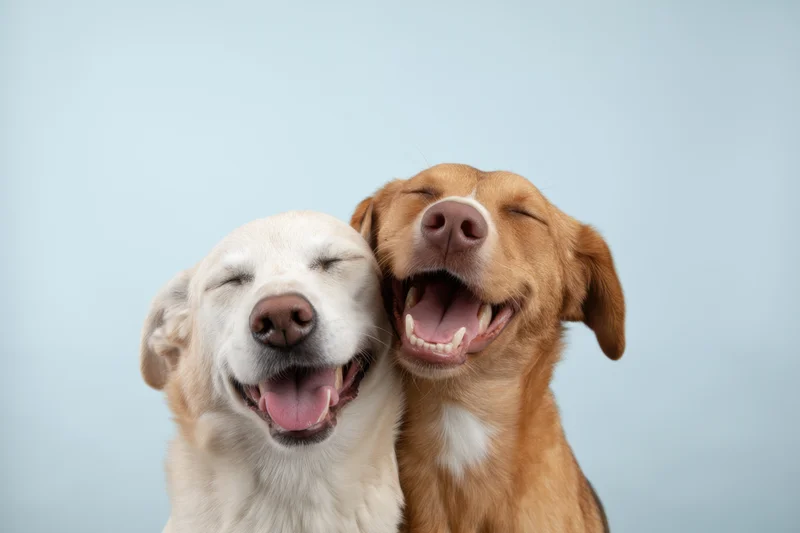 Two dogs with closed eyes and open mouths smiling together in a studio portrait against a light blue background