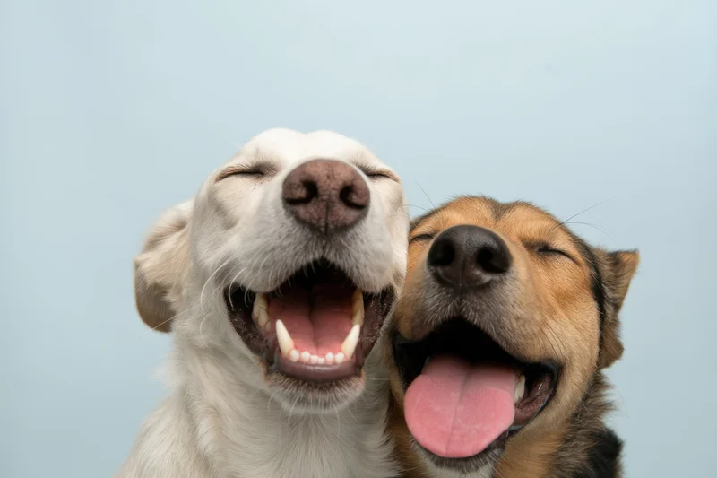 Two dogs with open mouths and closed eyes posing closely together against a light blue background
