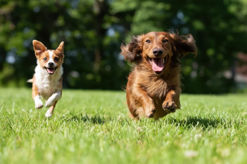Two dogs running across a sunlit green field