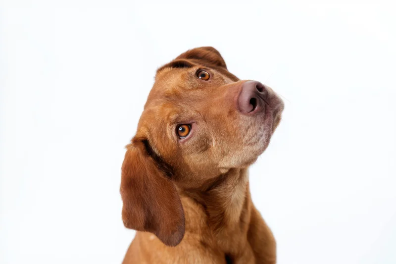 Brown dog tilting head curiously against white background