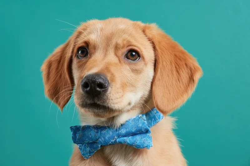 Light-brown puppy wearing a blue patterned bowtie against a teal background