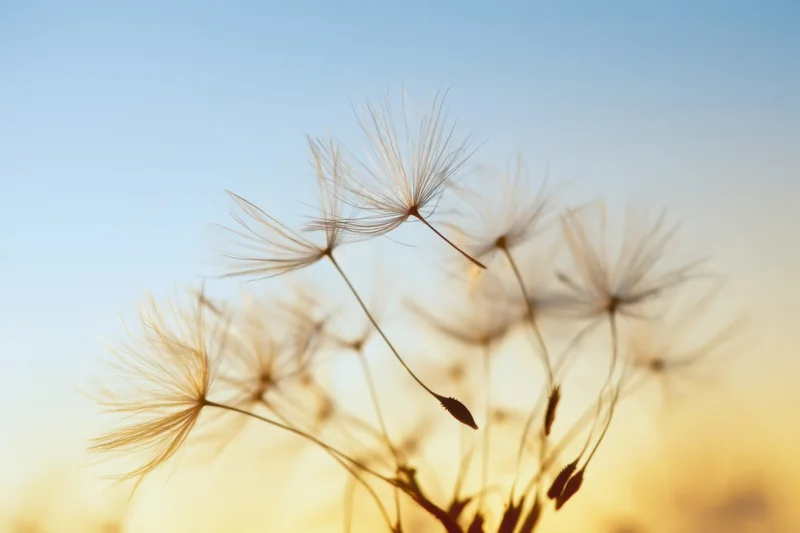Silhouetted dandelion seeds with slender filaments against a golden sky at sunset