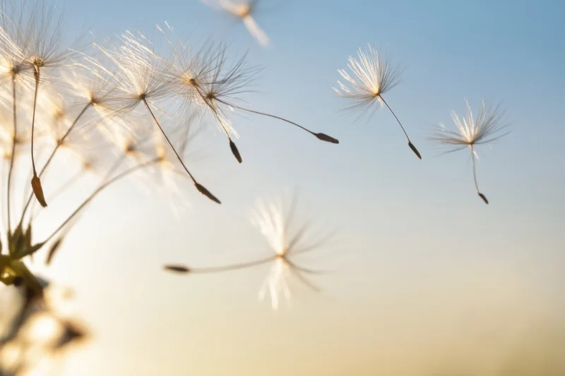 Dandelion seeds floating in the air against a soft blue sky at dusk