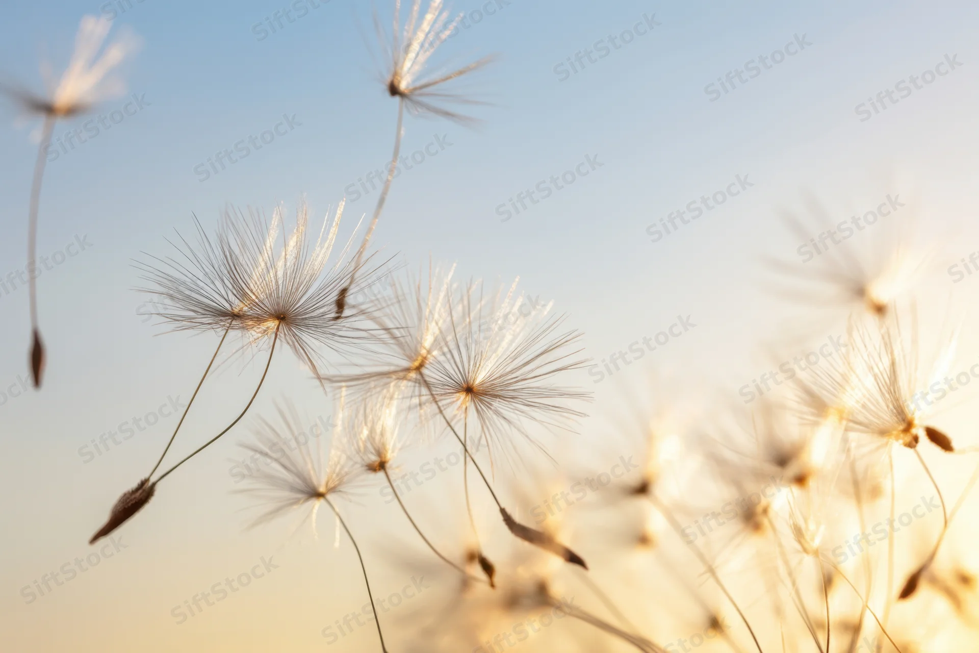 Dandelion seeds floating in the air against a soft sky at golden hour