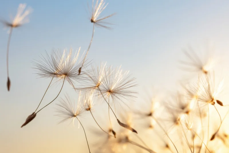 Dandelion seeds floating in the air against a soft sky at golden hour