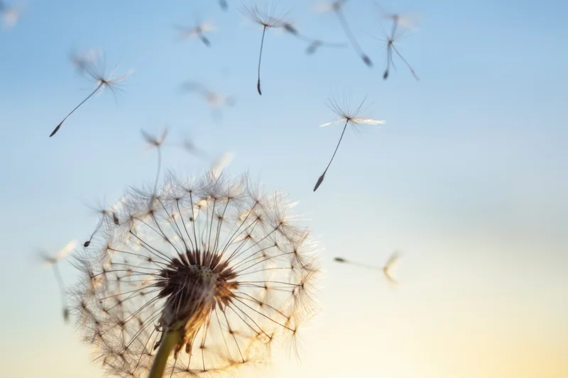 Dandelion seed head with seeds floating away against a blue sky at sunrise