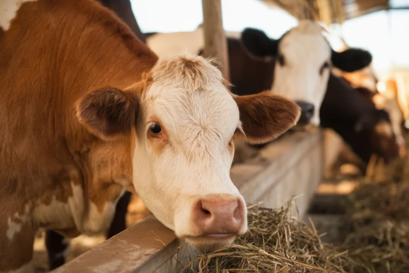 Cow peering over feeding trough in barn with hay and other cattle nearby