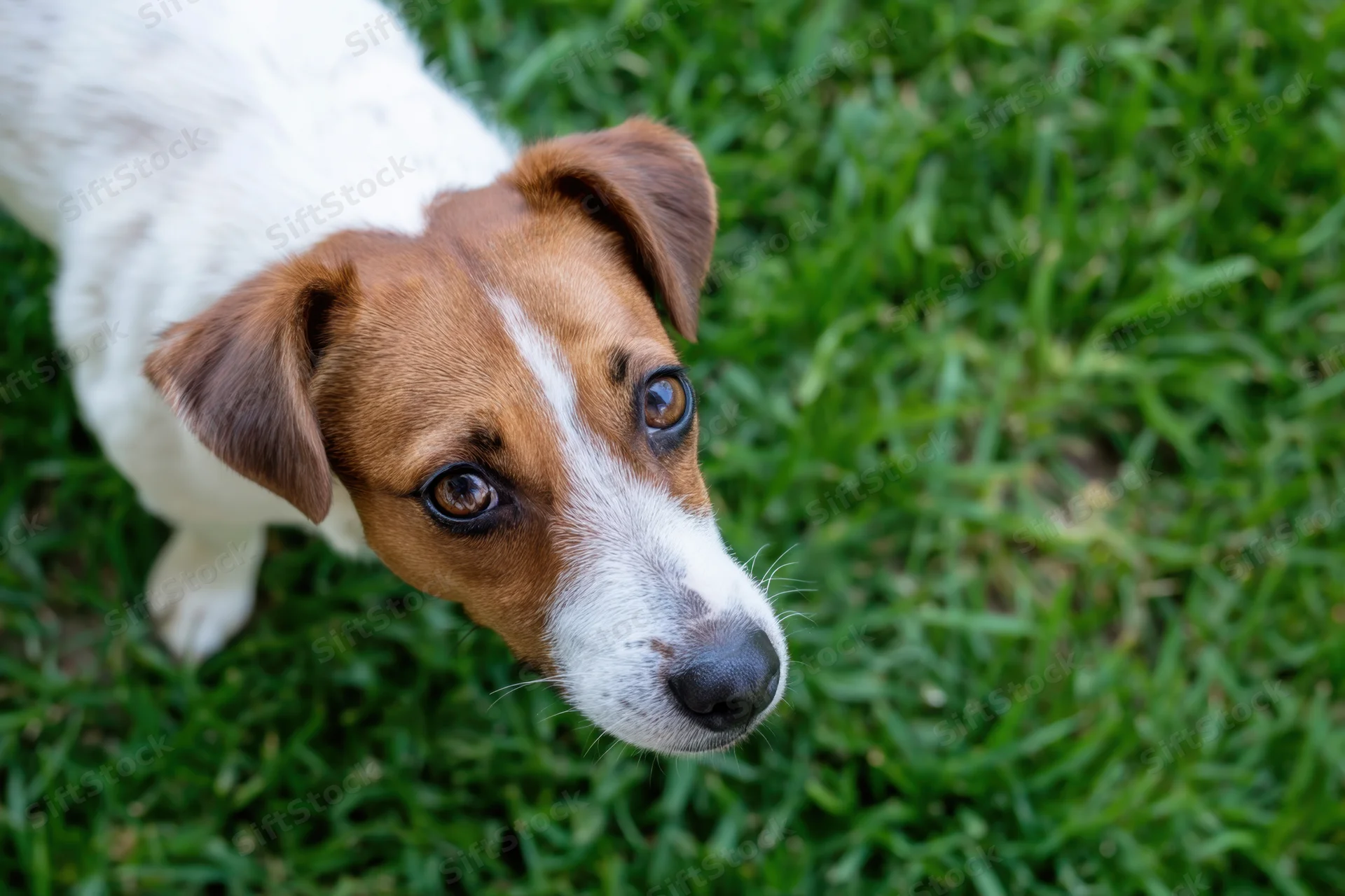 Jack russell terrier looking up from grass in a yard