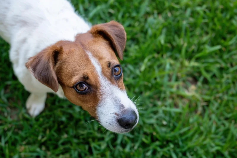Jack russell terrier looking up from grass in a yard