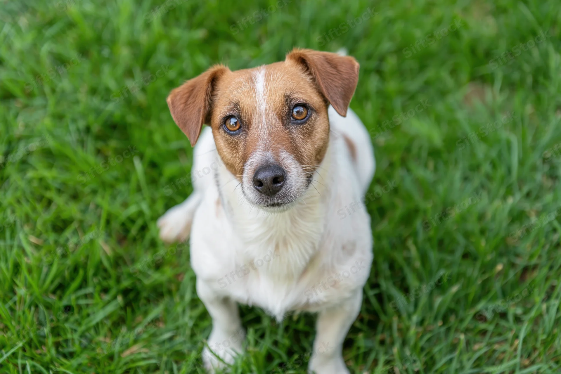 Jack russell terrier standing on grass looking up at camera