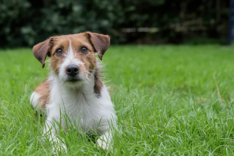 Young jack russell terrier lying on green grass looking up with curious gaze