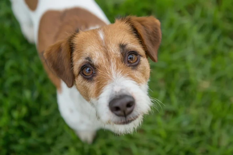 Jack russell terrier looking up from grass with curious gaze