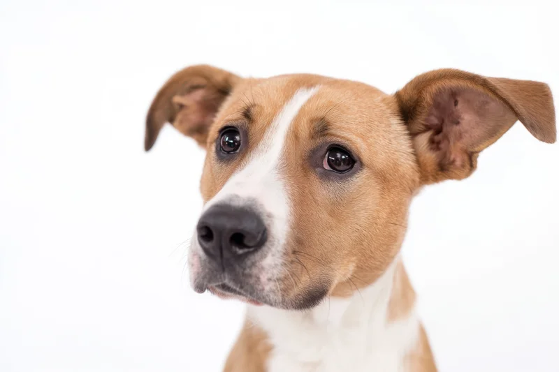 Closeup of a curious tan and white dog with one ear upright and the other floppy, isolated on white background
